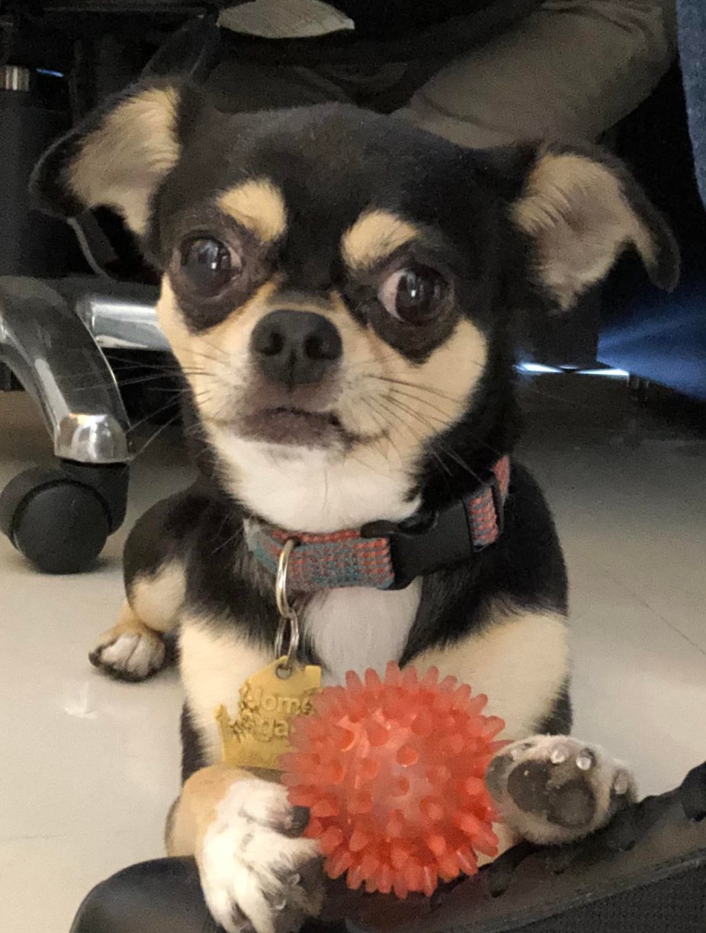A small black-and-tan dog wearing a collar and gold tag looks toward the camera with a red spiked toy ball between its front paws beside an office chair.