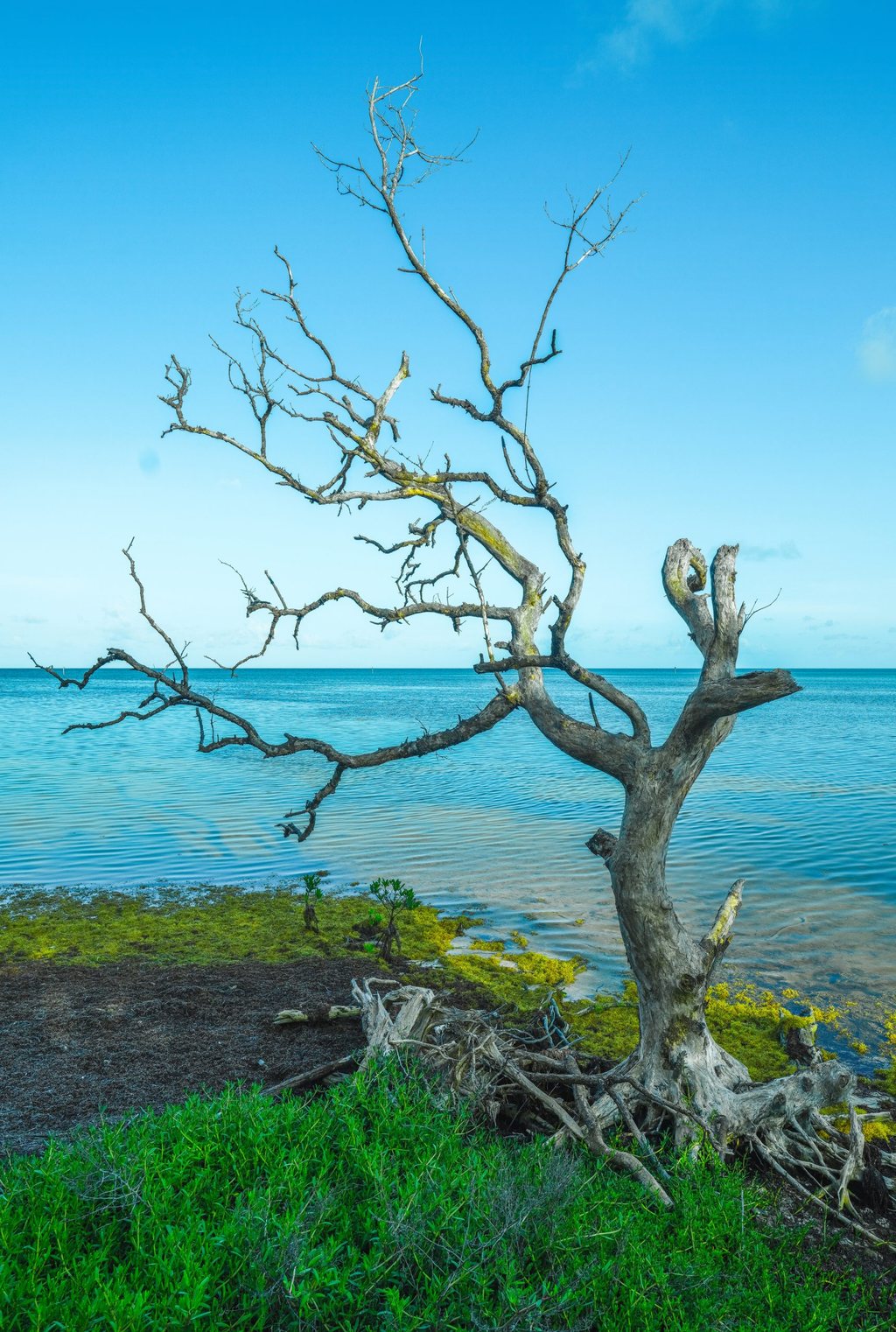 A weathered leafless tree with exposed roots stands among green shoreline plants beside calm turquoise water beneath a bright blue sky.