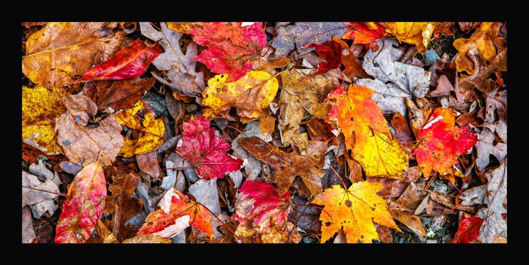 A close overhead view shows overlapping fallen autumn leaves in vivid red, orange, yellow, brown, and muted gray, with visible veins and curled edges.
