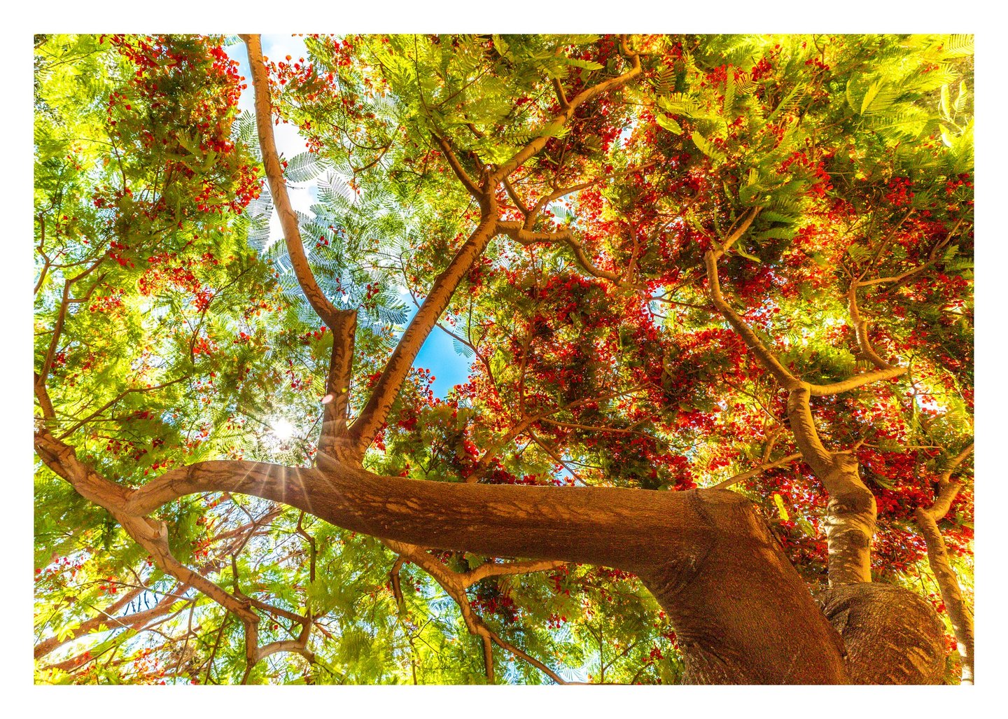 An upward view into a flowering tree shows thick branching limbs, feathery green leaves, and red blossoms against blue sky, with sunlight shining through at the lower left.