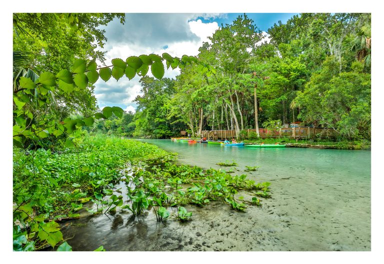 Colorful kayaks and paddlers gather beside a wooden boardwalk on a clear turquoise waterway framed by dense trees, overhanging leaves, and aquatic plants.
