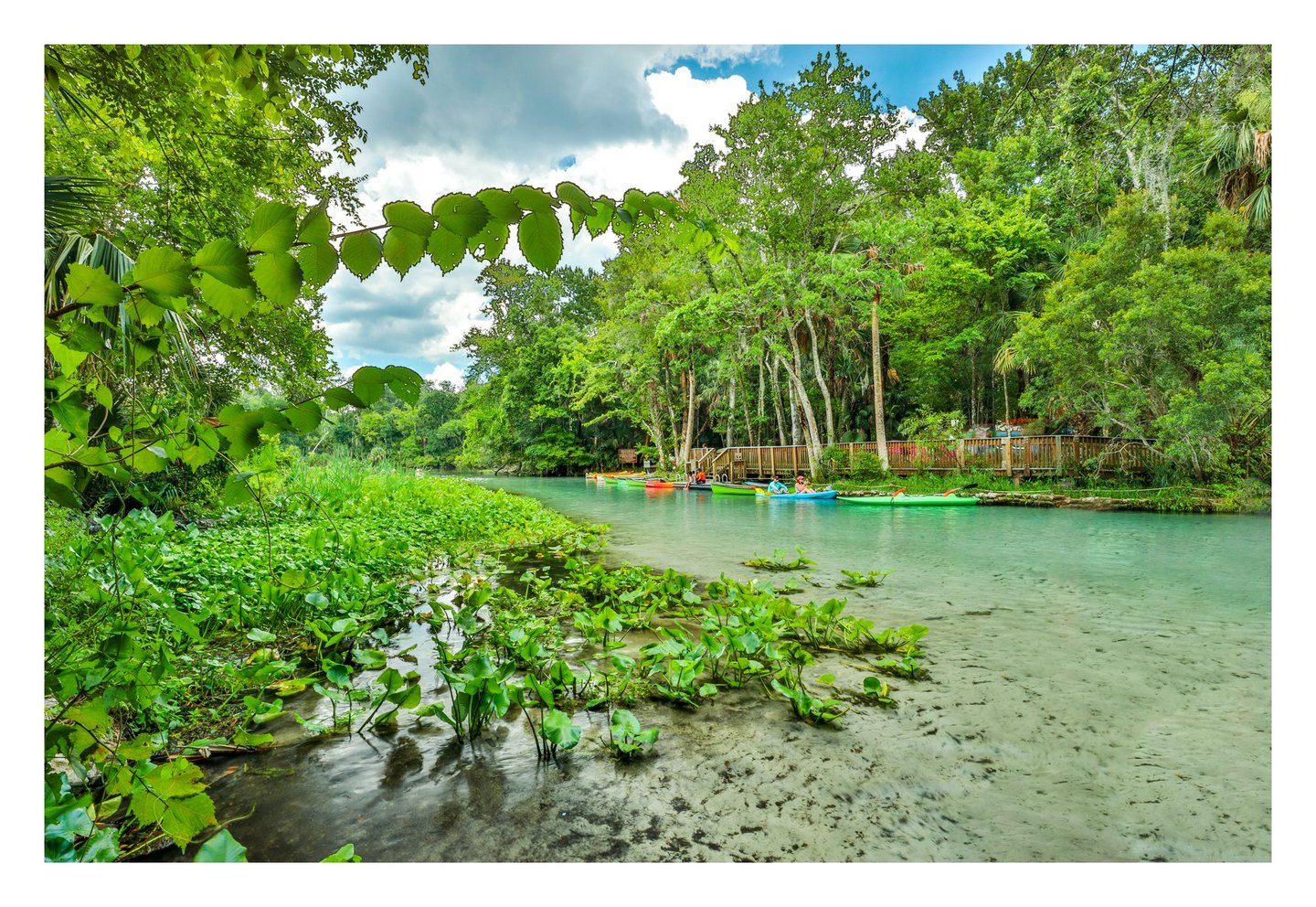 Colorful kayaks and paddlers gather beside a wooden boardwalk on a clear turquoise waterway framed by dense trees, overhanging leaves, and aquatic plants.
