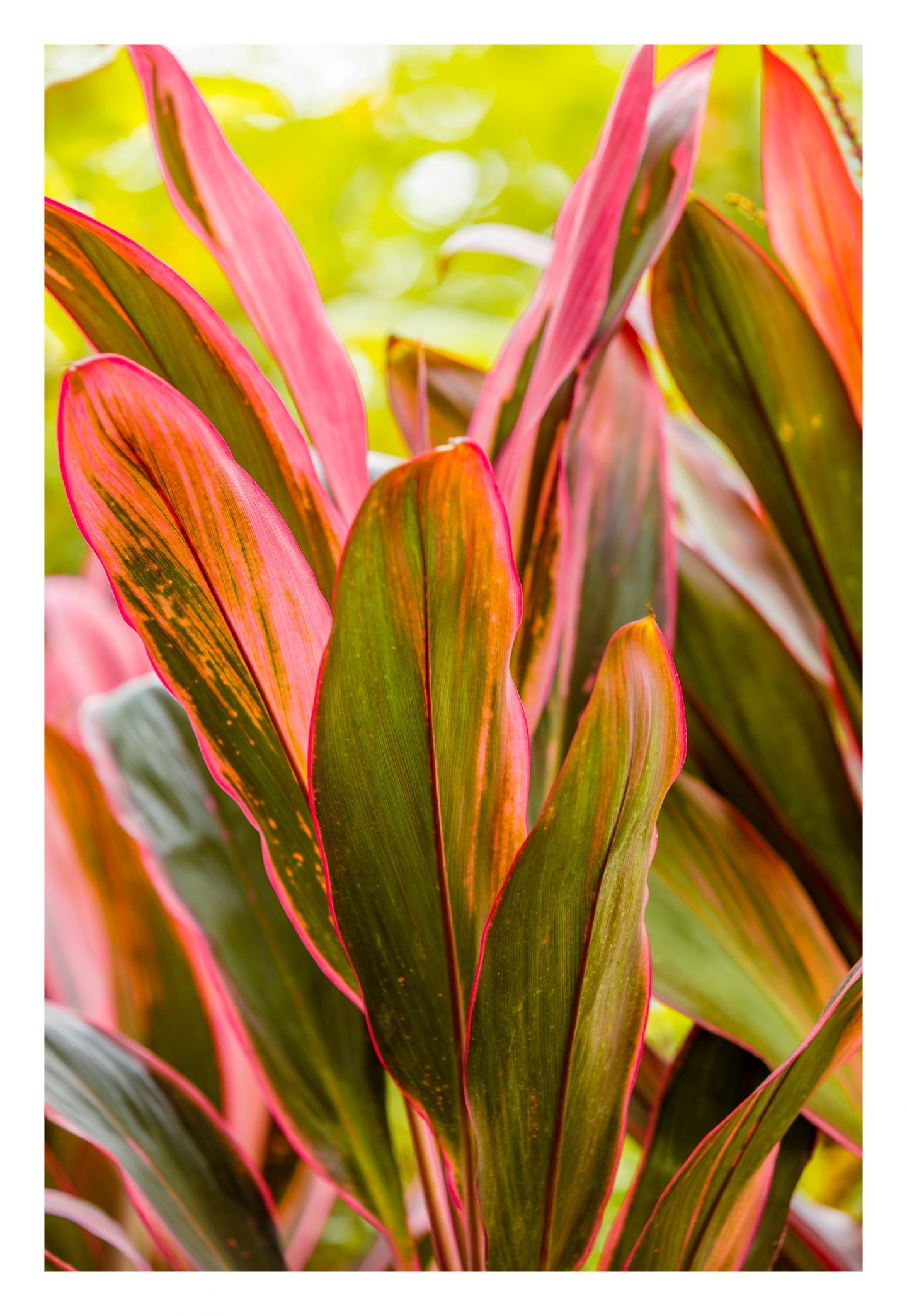 Long, overlapping green leaves with vivid pink edges and orange streaks fill the frame against a softly blurred yellow-green background.