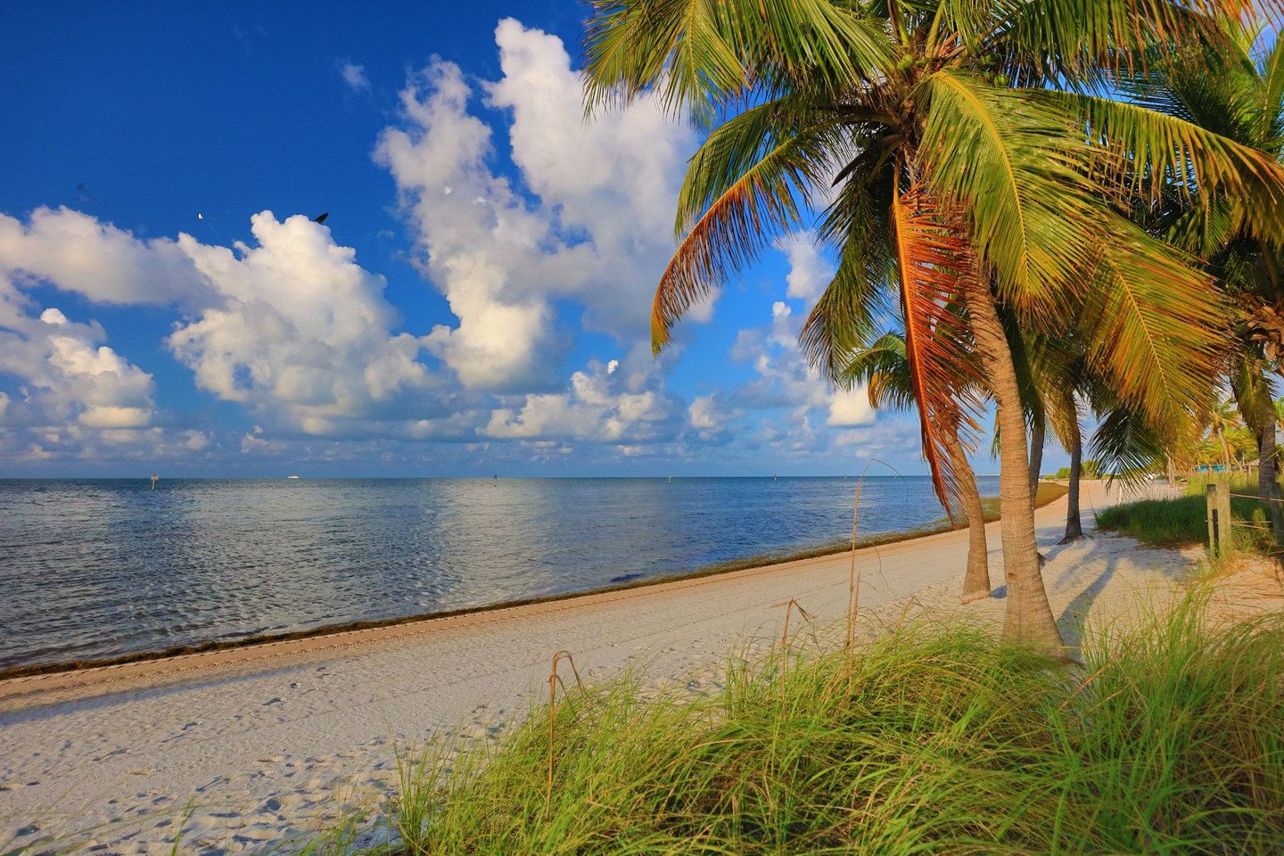 Sunlit palm trees and coastal grasses border a curving sandy beach beside calm blue water beneath a sky filled with white clouds.