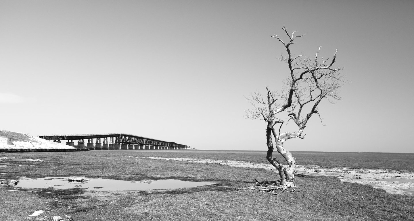 Black-and-white photograph of a bare, twisted tree on a rocky shoreline, with shallow pools in the foreground and a long bridge extending over the water from the left.