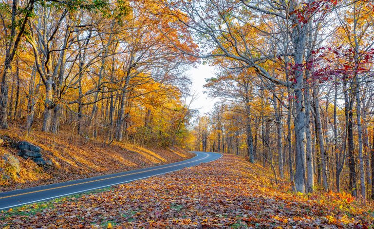 An empty paved road curves through a sunlit autumn forest of gold, orange, and red foliage, with fallen leaves covering the sloping ground.