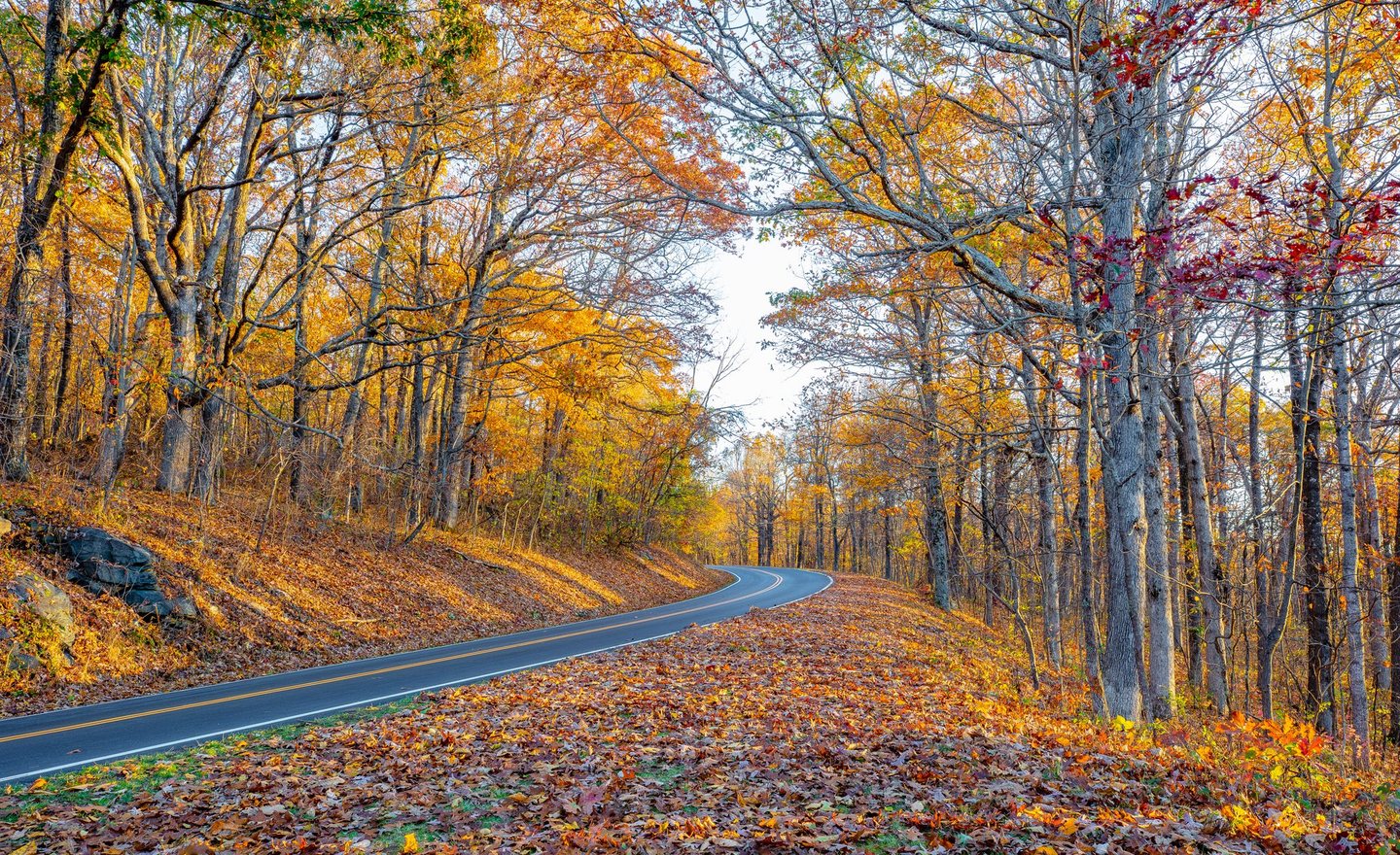 An empty paved road curves through a sunlit autumn forest of gold, orange, and red foliage, with fallen leaves covering the sloping ground.