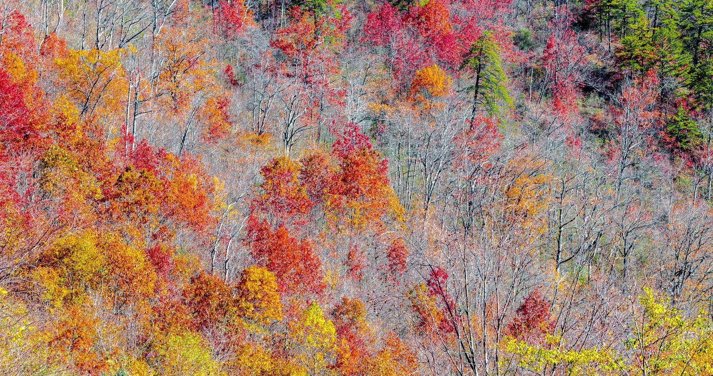 A wooded hillside fills the frame with red, orange, and yellow autumn foliage among pale bare branches and scattered green evergreens.