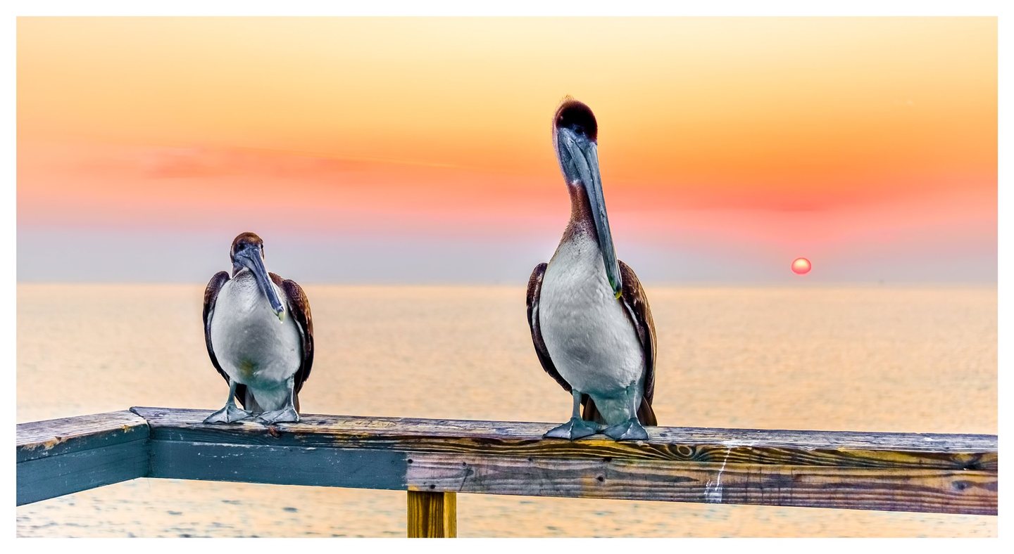 Two pelicans perch on a weathered wooden railing above calm water, with a low red sun in a peach and gold sky behind them.