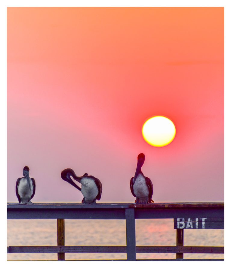 Three pelicans perch on a wooden pier railing above the water beneath a bright sun in a coral-pink sky, with a bait sign at the right.