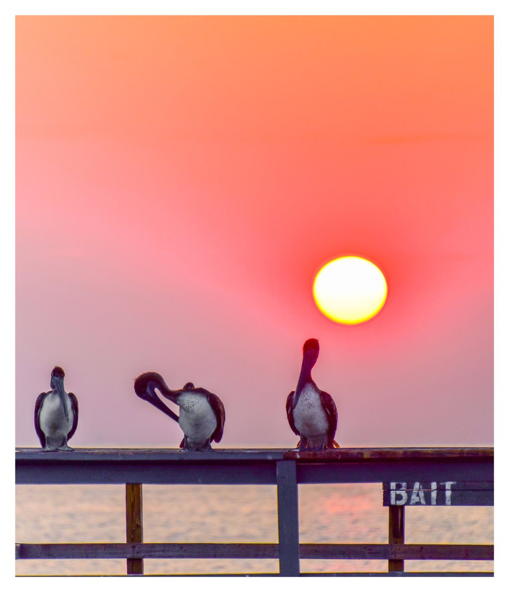 Three pelicans perch on a wooden pier railing above the water beneath a bright sun in a coral-pink sky, with a bait sign at the right.