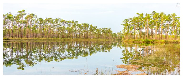 Tall pine trees line a calm pond, their slender trunks and green crowns reflected in the water beneath a pale sky.