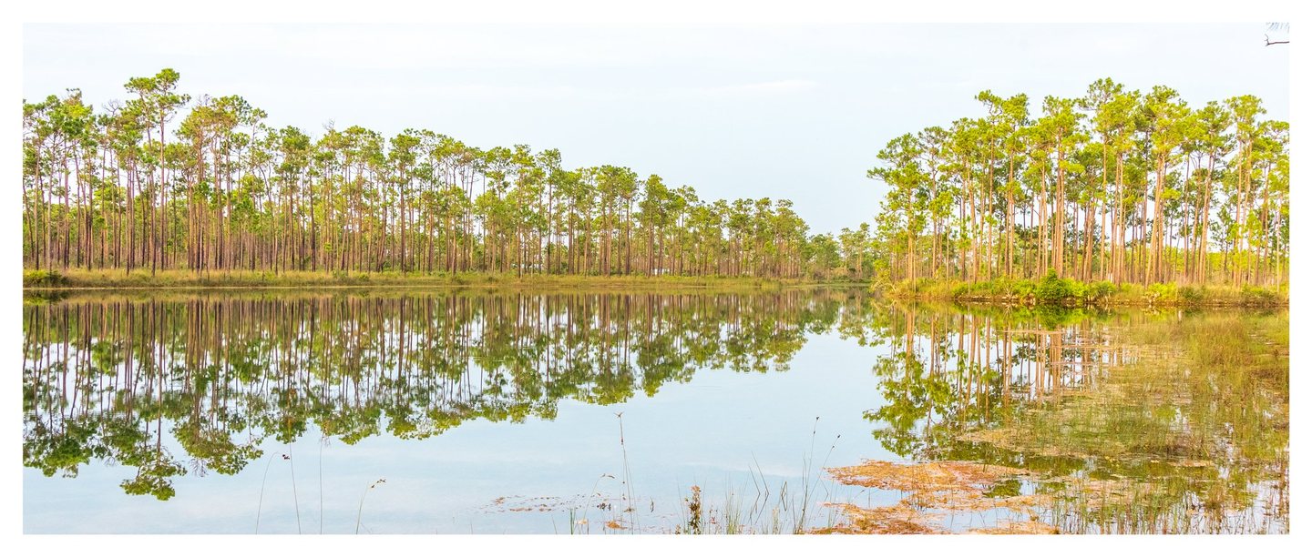 Tall pine trees line a calm pond, their slender trunks and green crowns reflected in the water beneath a pale sky.