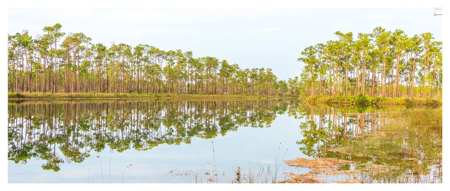 Tall pine trees line a calm pond, their slender trunks and green crowns reflected in the water beneath a pale sky.