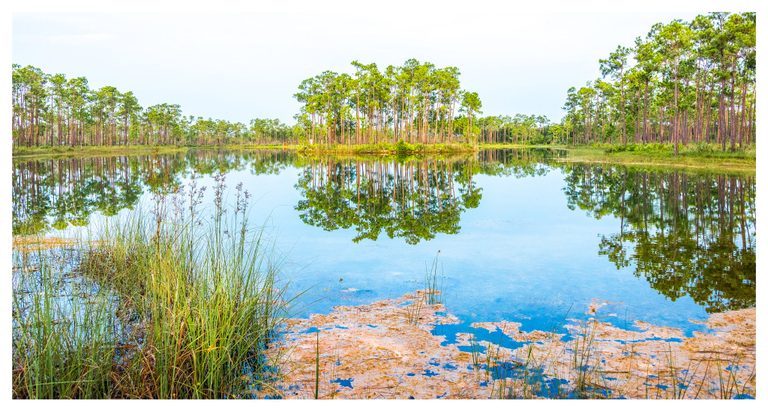 Tall pine trees reflect in a calm pond bordered by grasses, with reeds and patches of tan floating vegetation in the foreground.