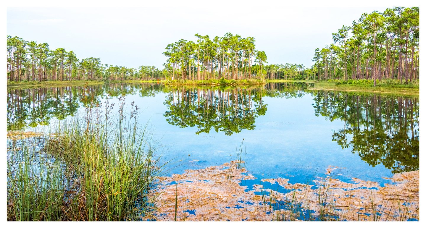 Tall pine trees reflect in a calm pond bordered by grasses, with reeds and patches of tan floating vegetation in the foreground.