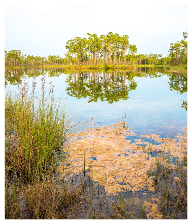 Tall pine trees reflect in a calm pond beneath a pale sky, with reeds and ochre patches of floating vegetation in the foreground.