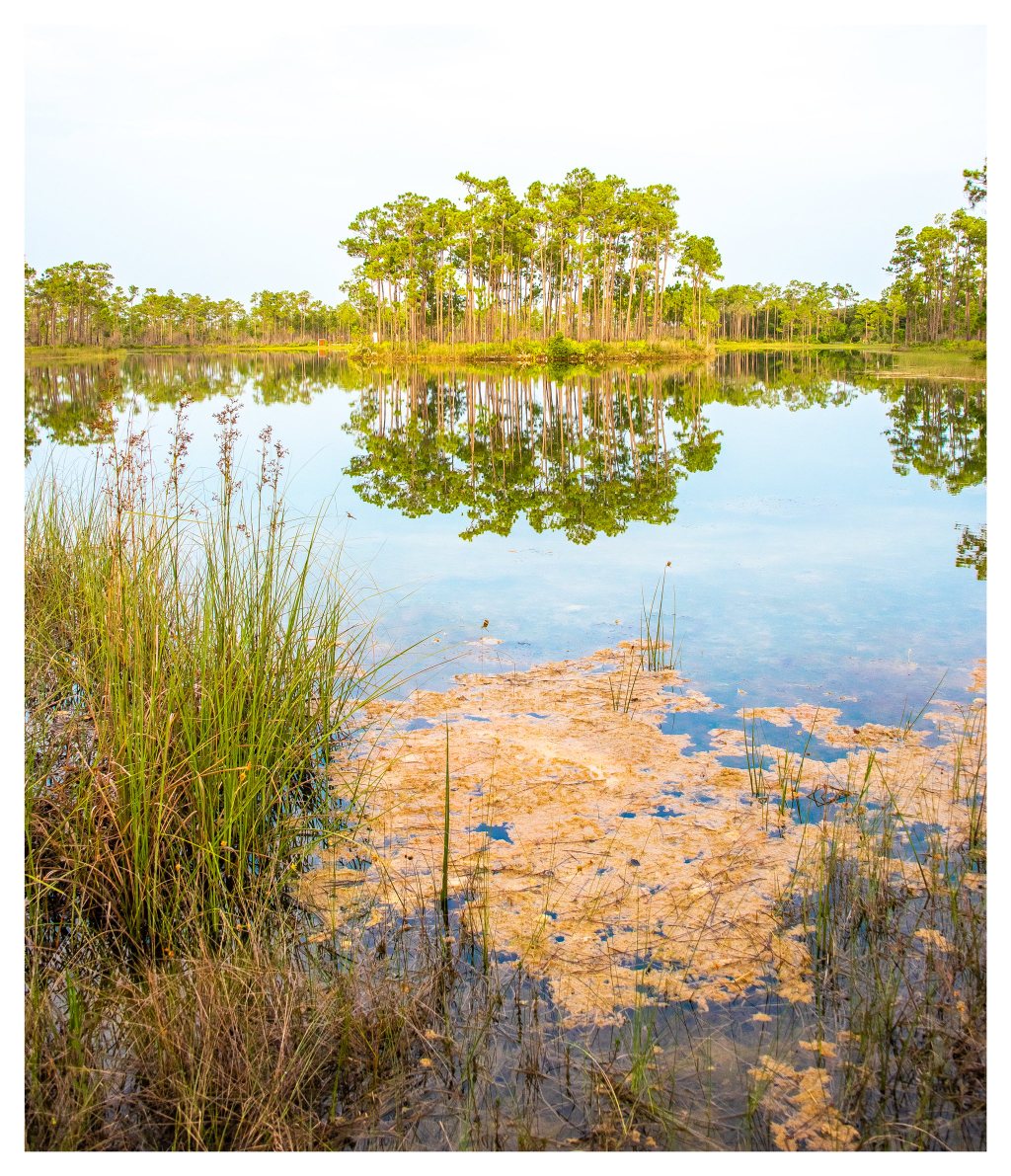 Tall pine trees reflect in a calm pond beneath a pale sky, with reeds and ochre patches of floating vegetation in the foreground.