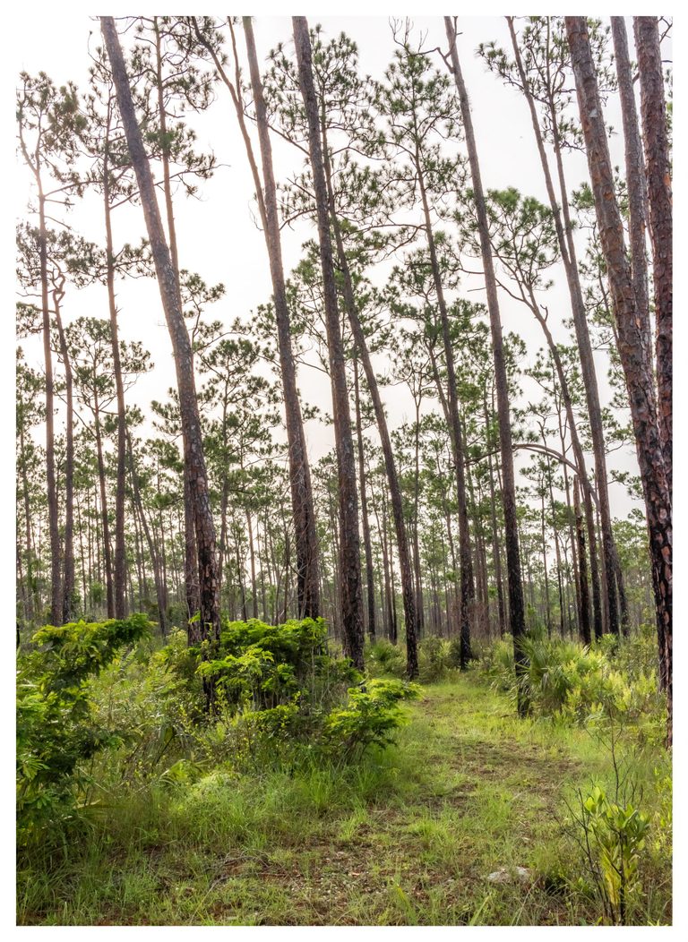 A narrow grassy trail leads through tall pine trees and dense green undergrowth beneath a bright, pale sky.