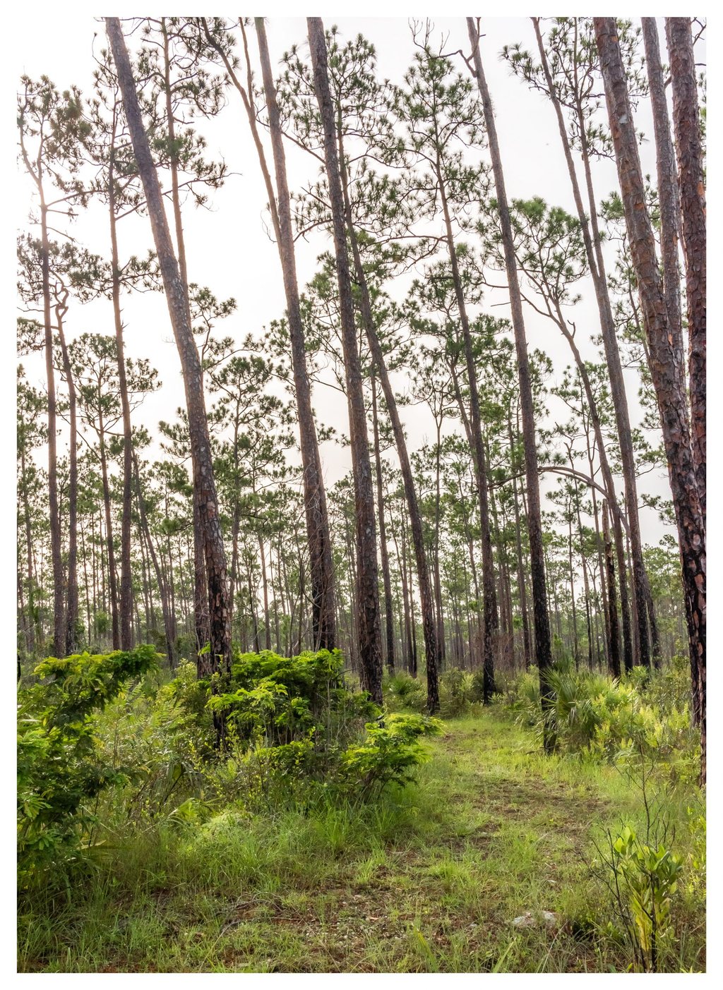 A narrow grassy trail leads through tall pine trees and dense green undergrowth beneath a bright, pale sky.