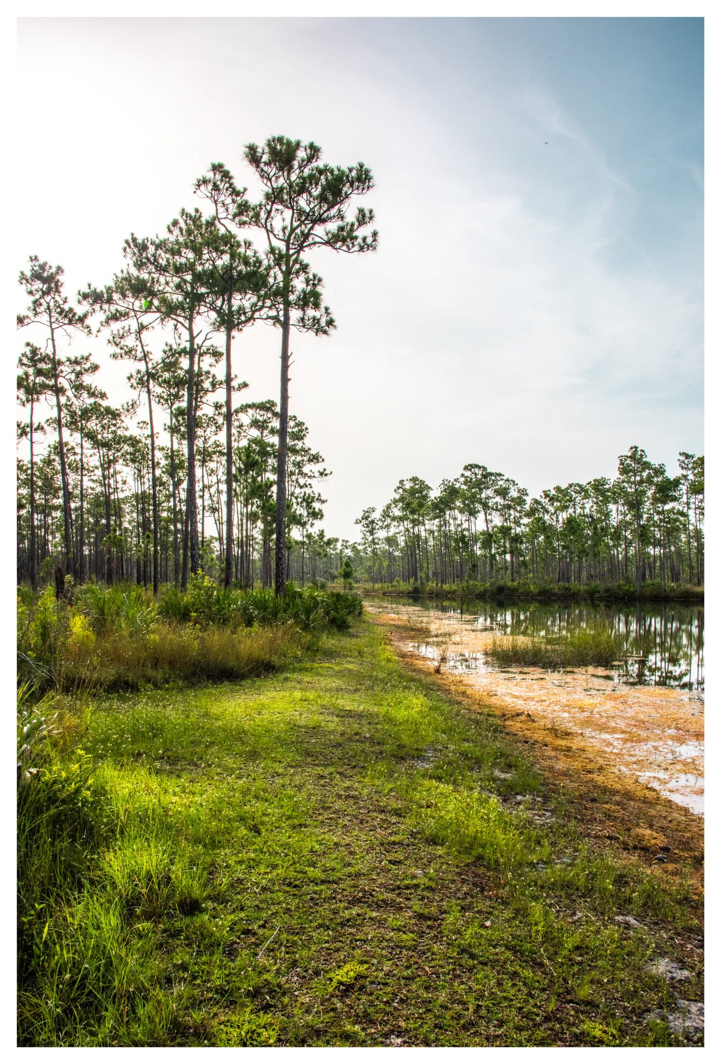 A grassy path curves beside a still pond reflecting tall pine trees, with low palmettos along the bank beneath a pale blue sky.