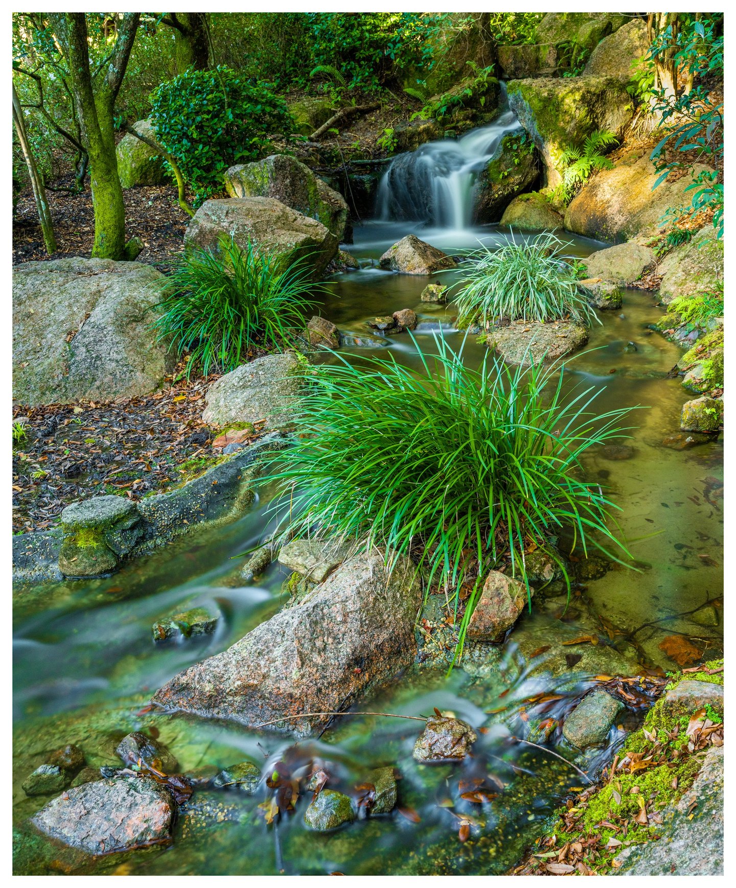 A small woodland waterfall feeds a clear stream winding around mossy boulders and tufts of long green leaves beneath sunlit trees.