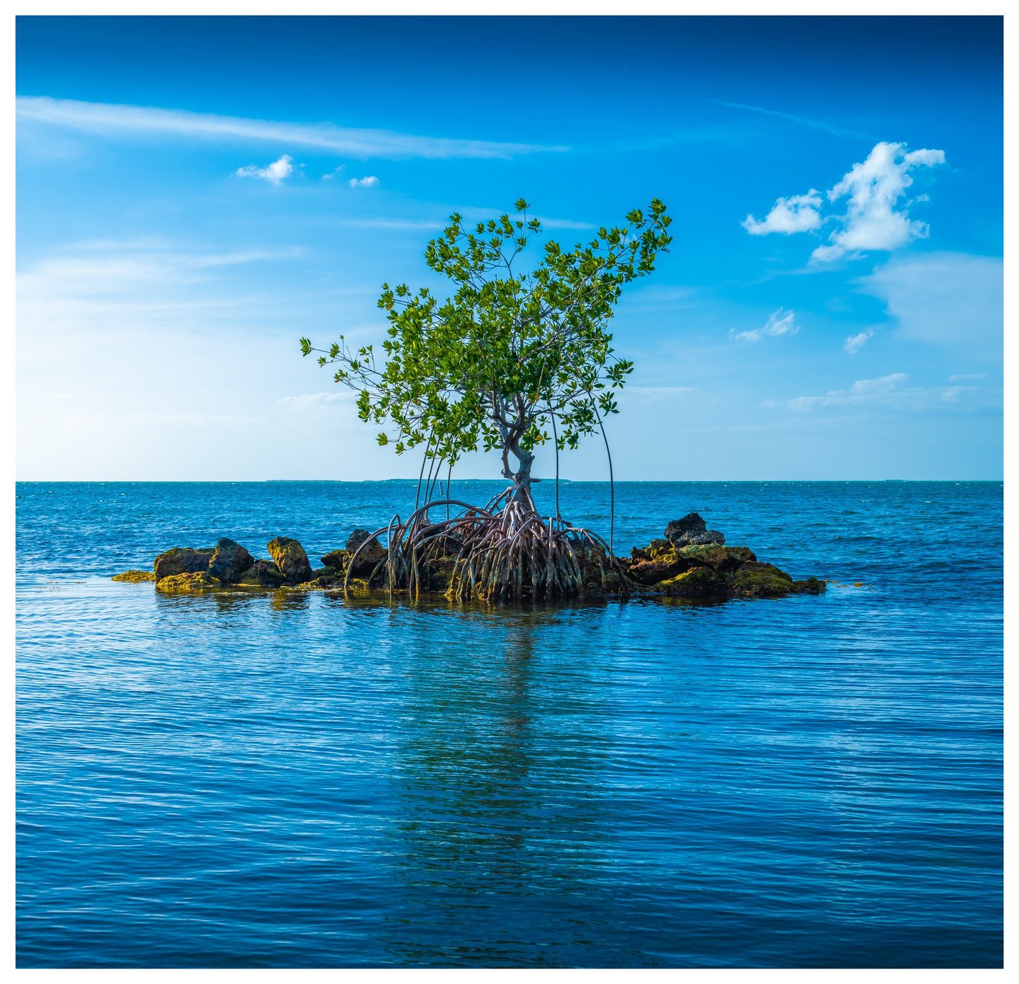 A solitary mangrove with exposed arching roots grows on a small rocky outcrop in blue seawater beneath a lightly clouded sky.