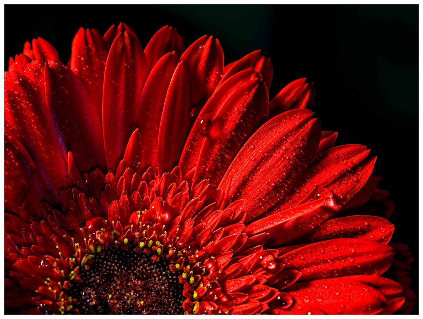 Close-up of a red gerbera flower with water droplets on its layered petals and a partially cropped dark center against a nearly black background.