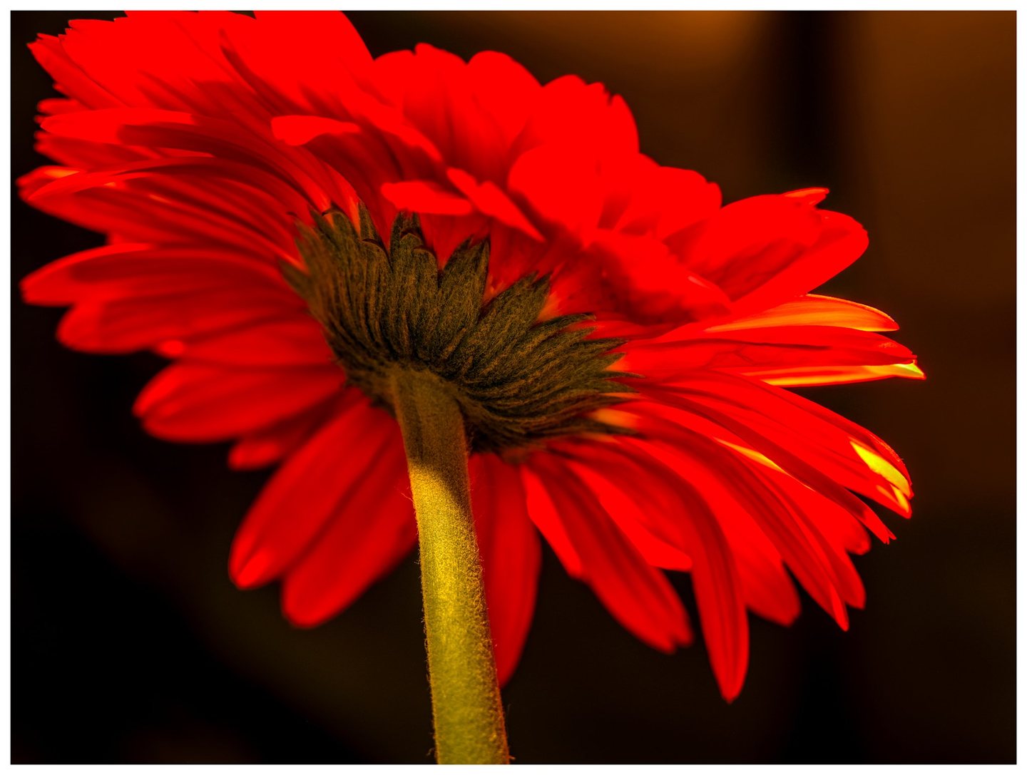 Close-up of a red gerbera viewed from behind, with overlapping petals, textured green bracts, and a golden-green stem against a dark blurred background.