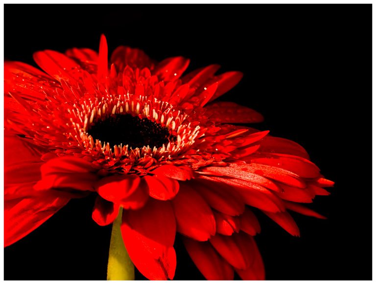 Close-up of a red gerbera flower with water droplets on layered petals, pale florets around a dark center, and a green stem against a black background.