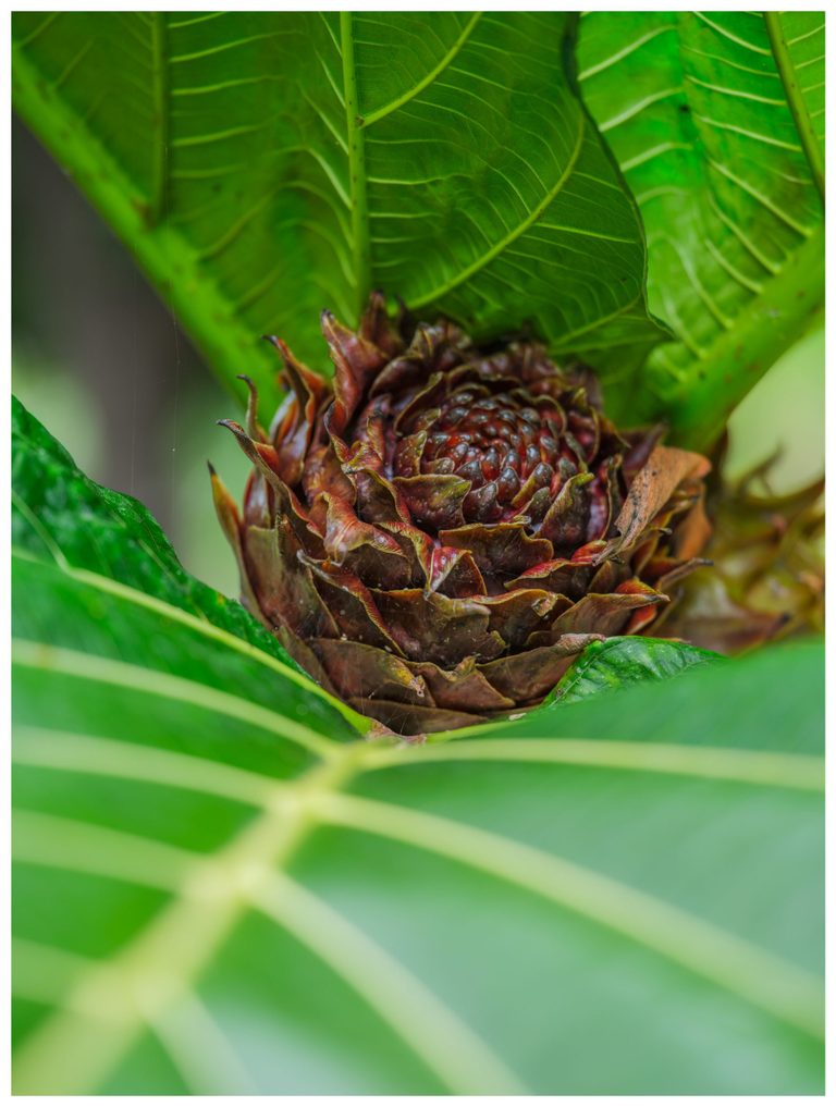 A reddish-brown, cone-shaped plant structure with overlapping curled scales sits among broad green leaves with prominent pale veins and fine strands of spiderweb.