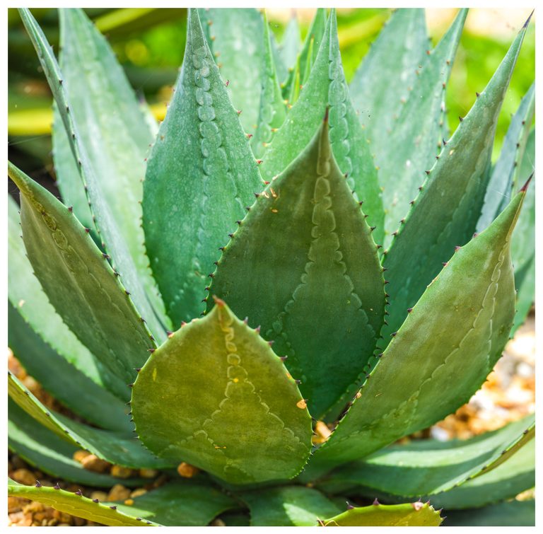 Close-up of a green agave rosette with overlapping pointed leaves, reddish edge spines, and pale scalloped markings in bright sunlight.