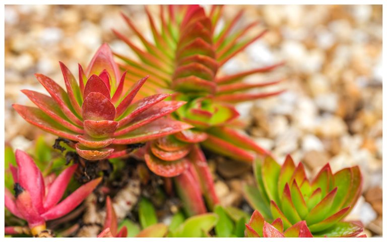 Close-up of succulents with layered red and lime-green leaves growing among pale stones, with the foreground leaves in sharp focus.