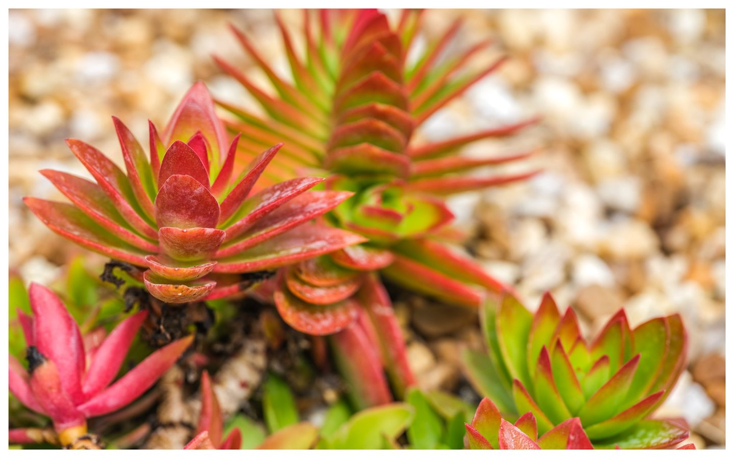 Close-up of succulents with layered red and lime-green leaves growing among pale stones, with the foreground leaves in sharp focus.