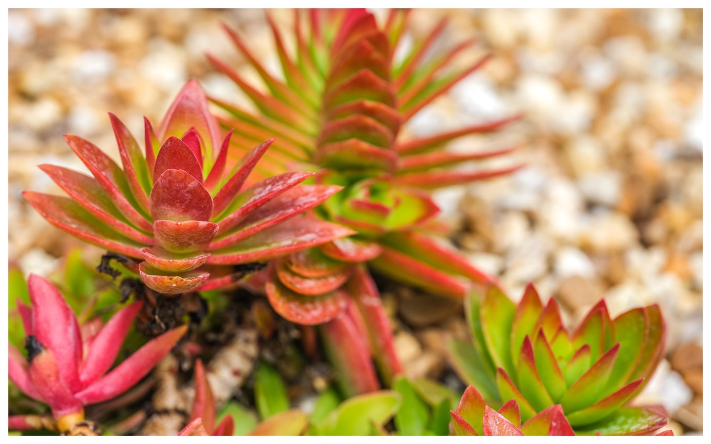 Close-up of succulents with layered red and lime-green leaves growing among pale stones, with the foreground leaves in sharp focus.