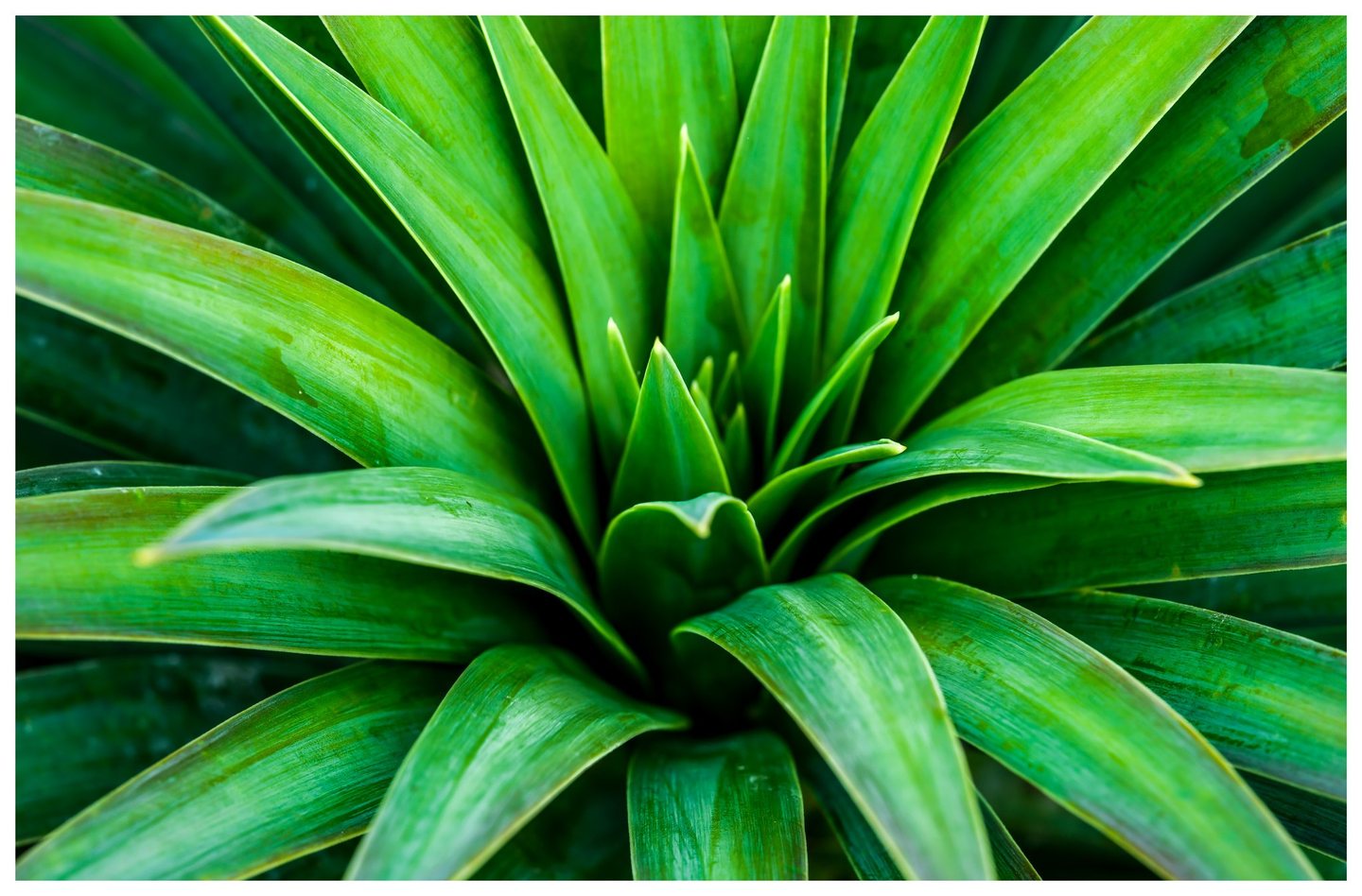 Long, pointed green leaves radiate from a shadowed center, with bright edges, fine surface textures, and scattered wet patches.