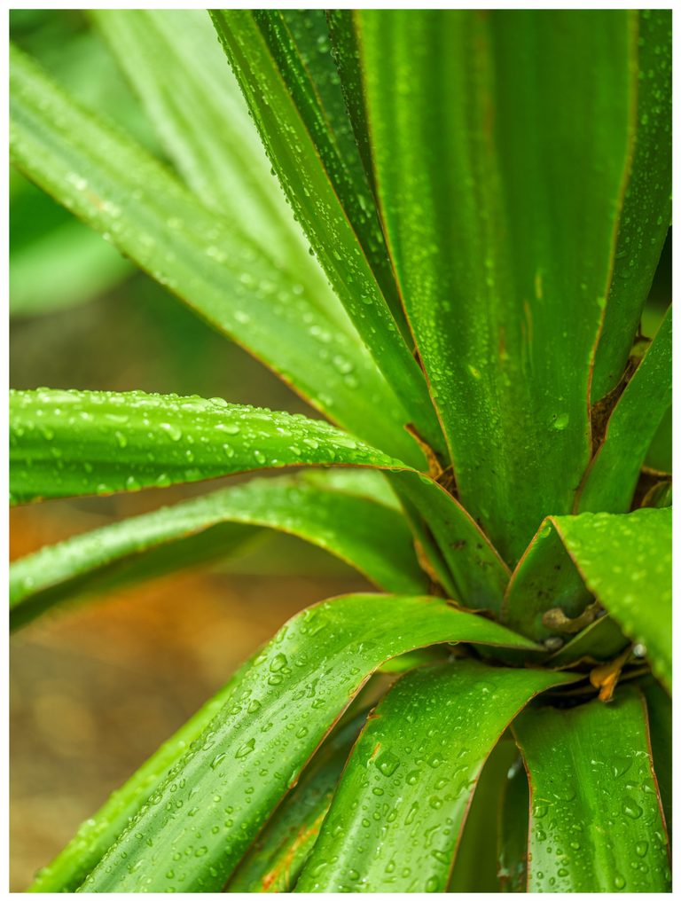 Close-up of overlapping, strap-shaped green leaves covered in water droplets, with thin brown edges against a softly blurred background.