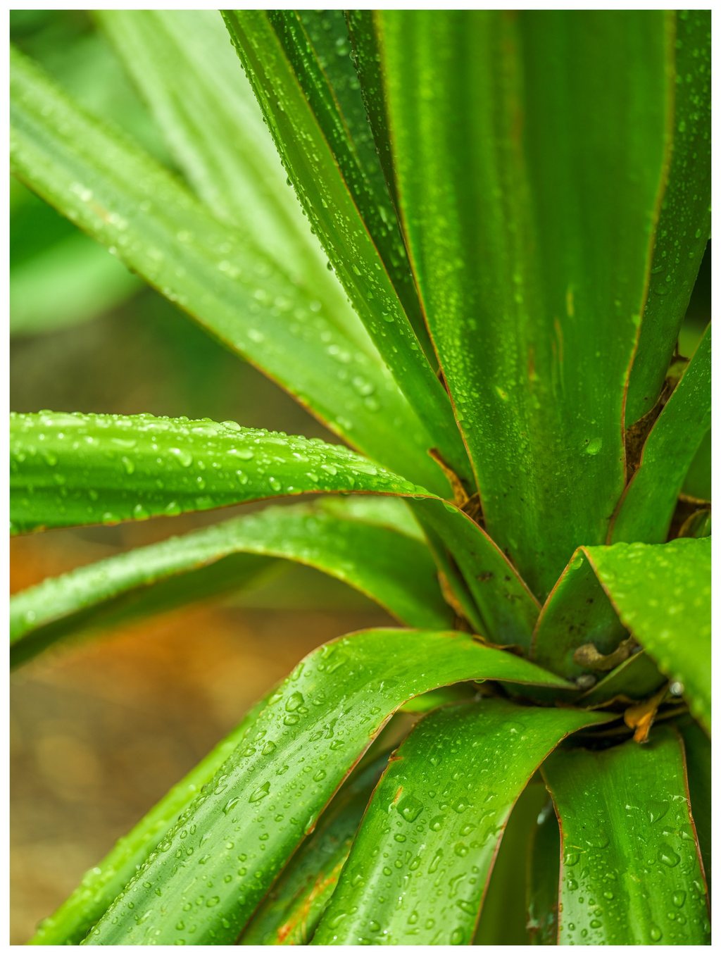 Close-up of overlapping, strap-shaped green leaves covered in water droplets, with thin brown edges against a softly blurred background.