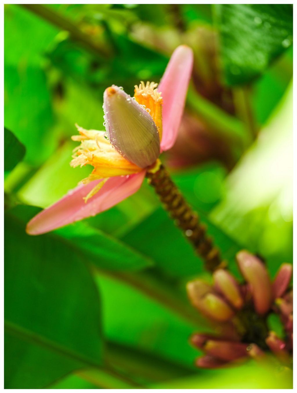 Close-up of a banana blossom with pink bracts, yellow florets, and water droplets against softly blurred green foliage.
