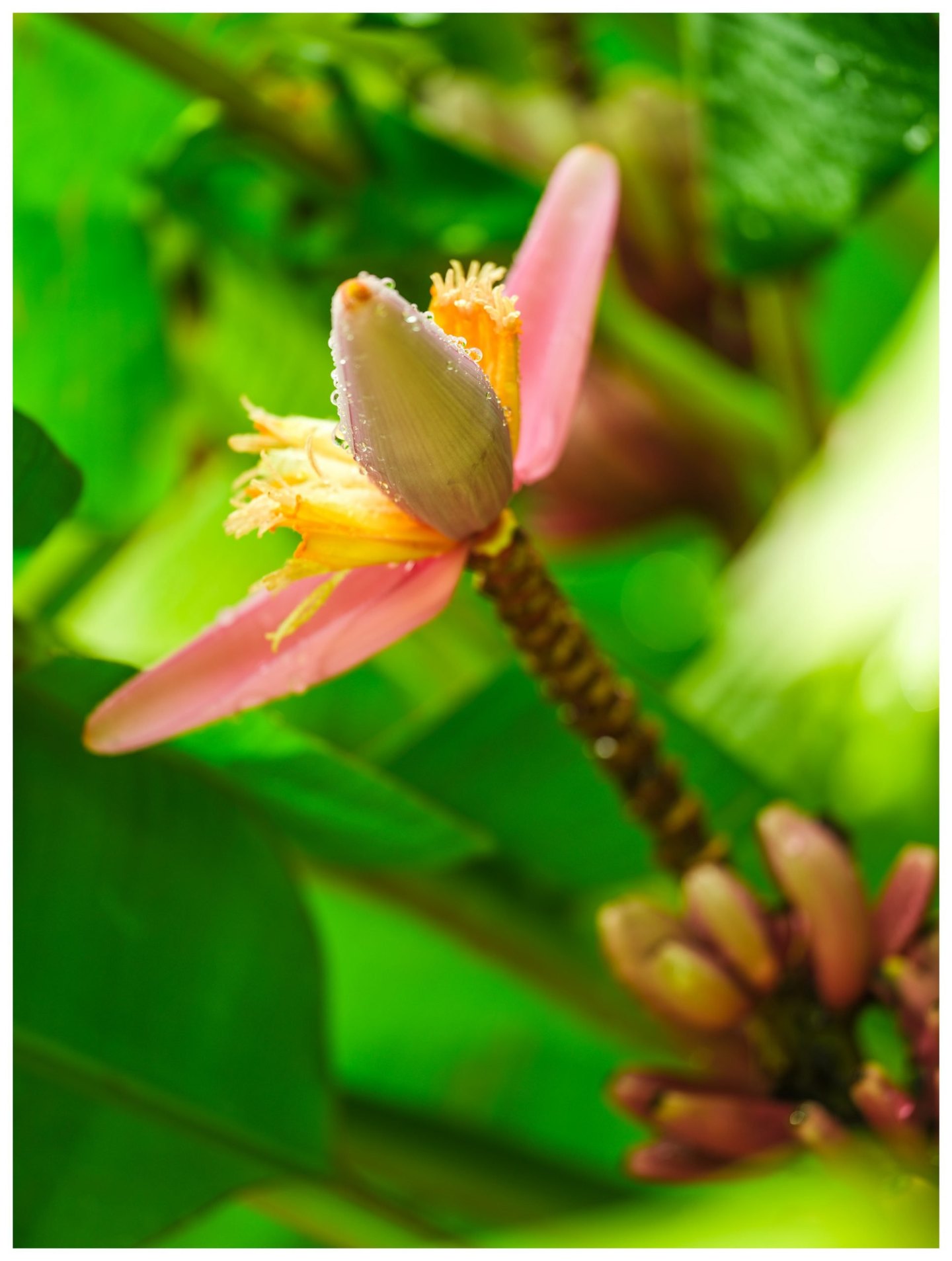 Close-up of a banana blossom with pink bracts, yellow florets, and water droplets against softly blurred green foliage.