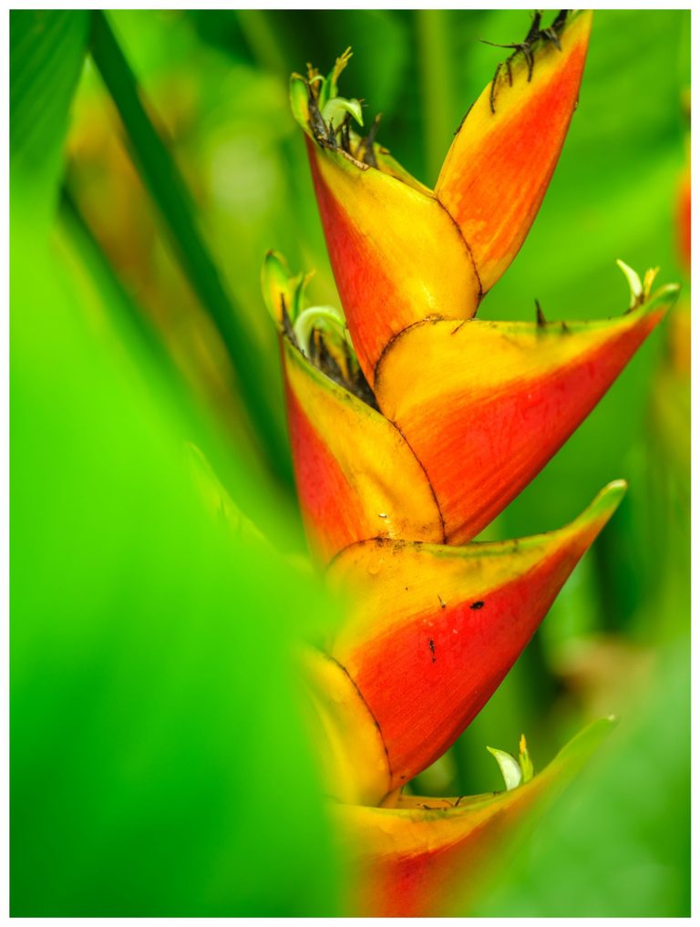 Close-up of a heliconia with pointed orange-red and yellow bracts and small pale flowers surrounded by blurred green foliage.