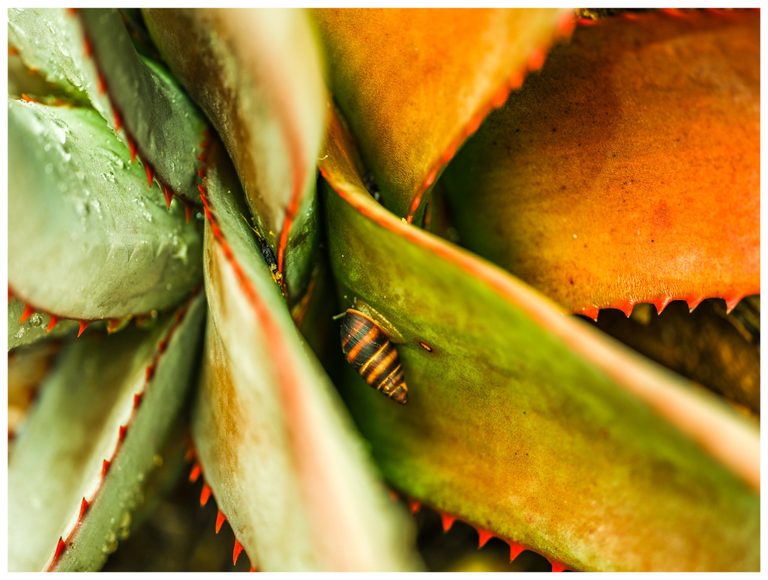 A small striped snail clings to a green succulent leaf among overlapping orange and pale green leaves with red spines and water droplets.