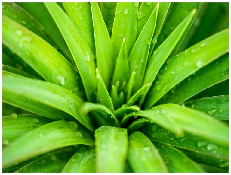 A close-up of bright green, blade-shaped leaves radiating from a dark center, with water droplets clinging to their surfaces and tips.