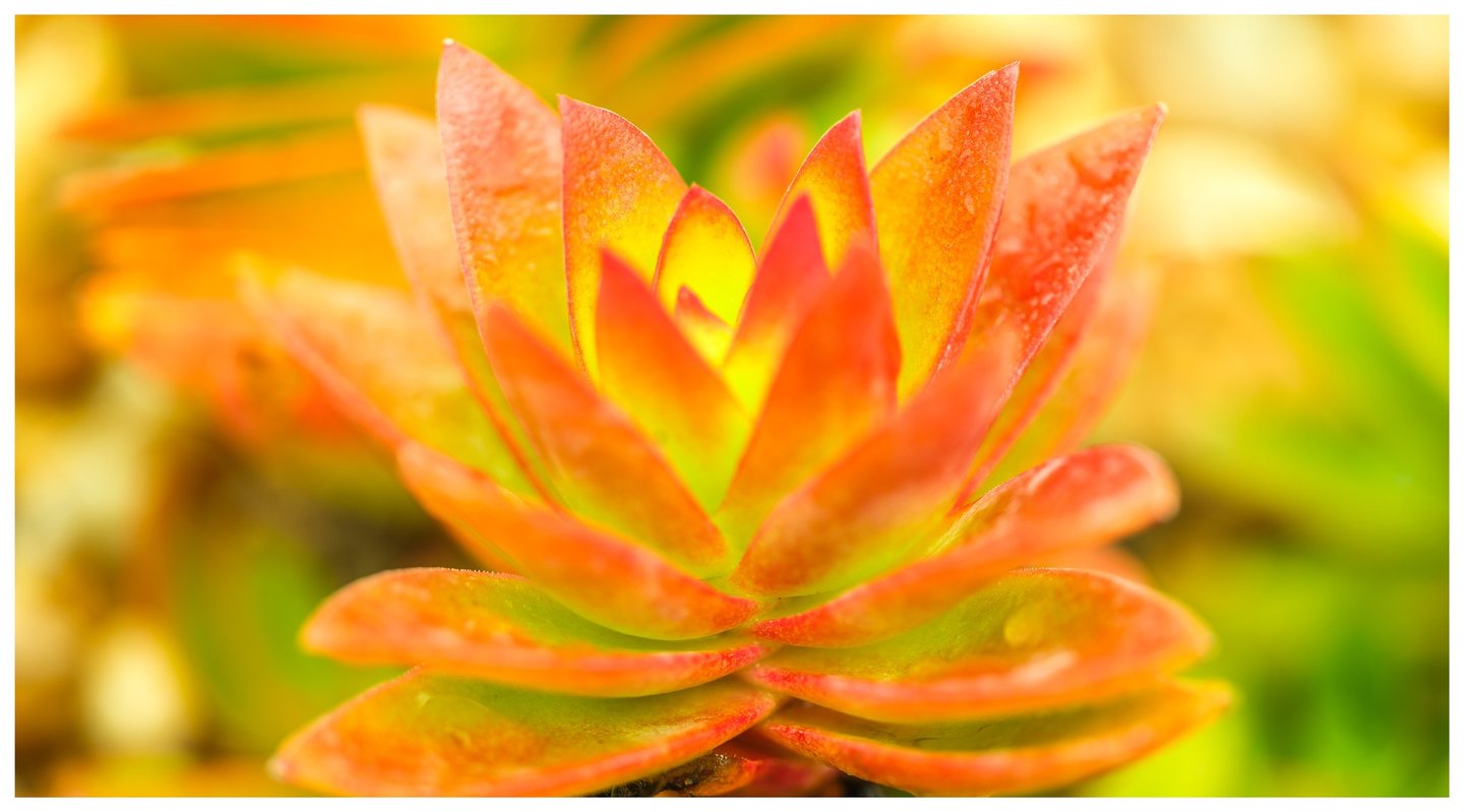 Close-up of a succulent with layered, pointed orange-red leaves and yellow-green centers against a softly blurred green and gold background.