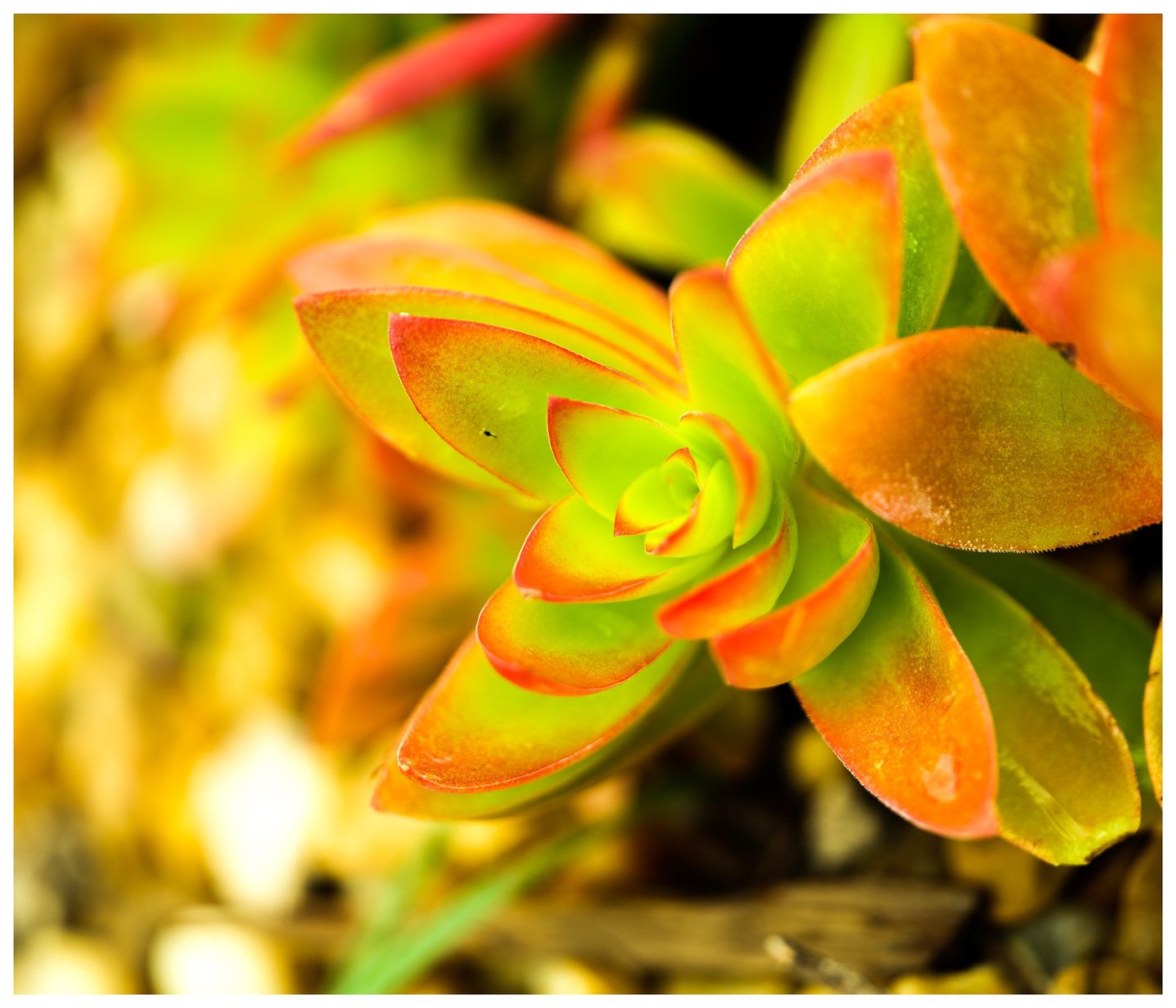 Close-up of overlapping green succulent leaves with vivid orange-red edges against a softly blurred yellow and green background.