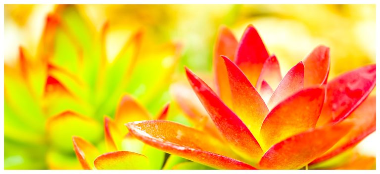 Close-up of pointed succulent leaves glowing yellow and orange with vivid red tips against a blurred yellow-green background.