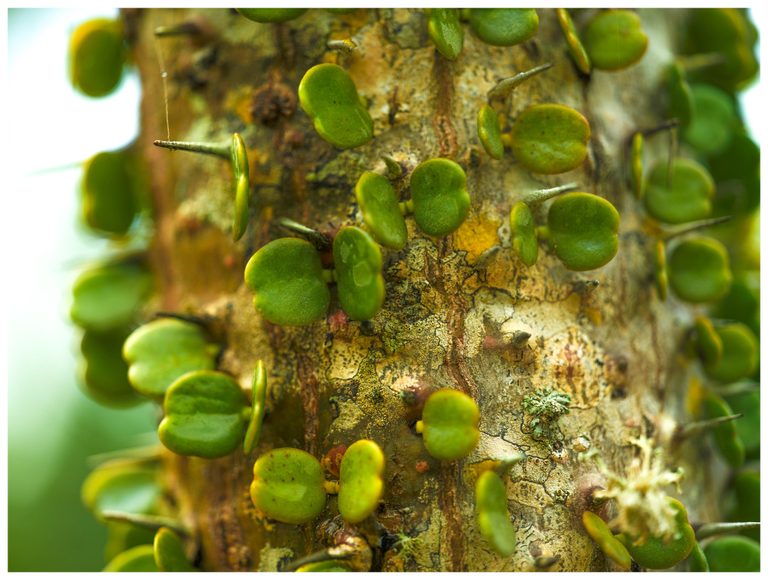 Small rounded green leaves grow among sharp thorns on a textured trunk mottled with yellow, gray, and pale green lichen.