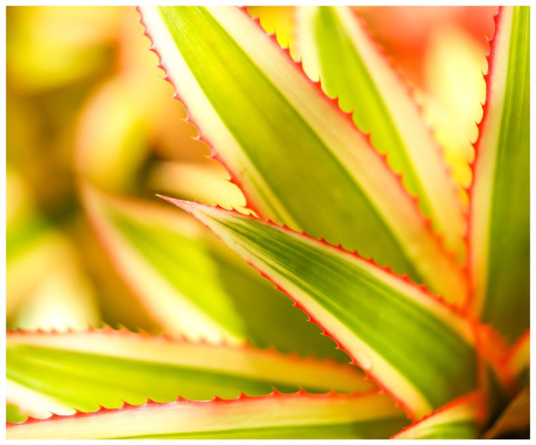 Close-up of overlapping green and cream striped leaves with red serrated edges against a softly blurred yellow and orange background.