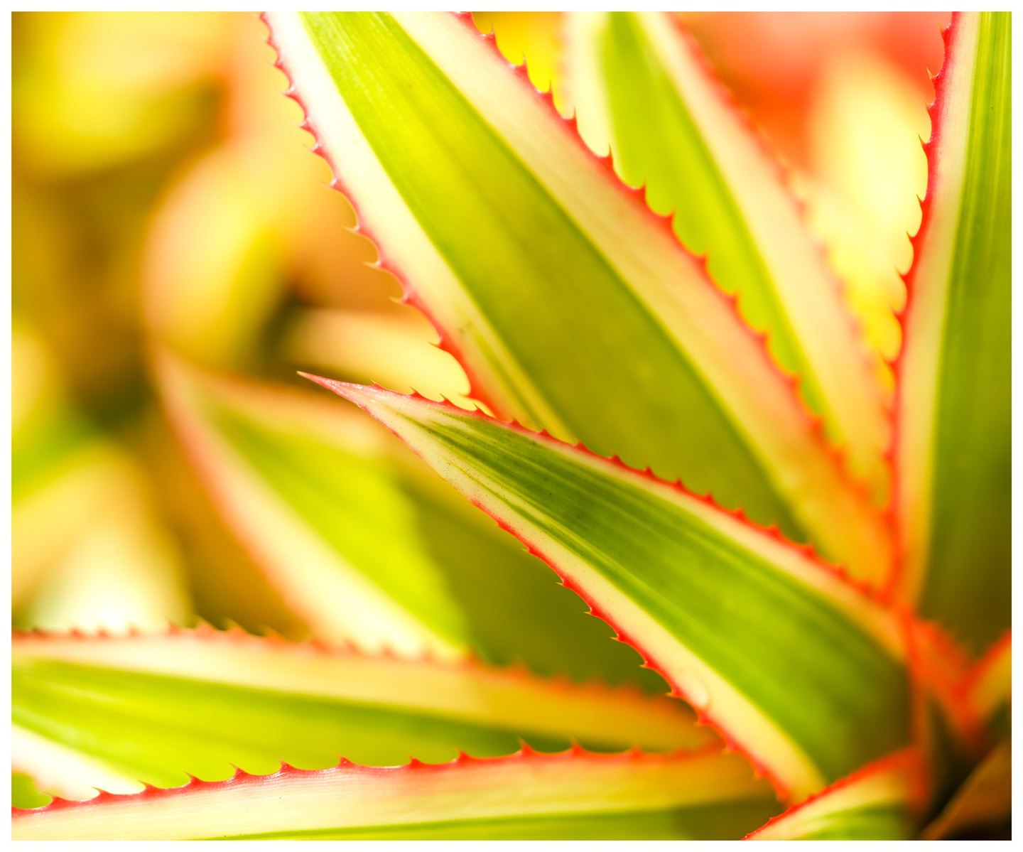 Close-up of overlapping green and cream striped leaves with red serrated edges against a softly blurred yellow and orange background.