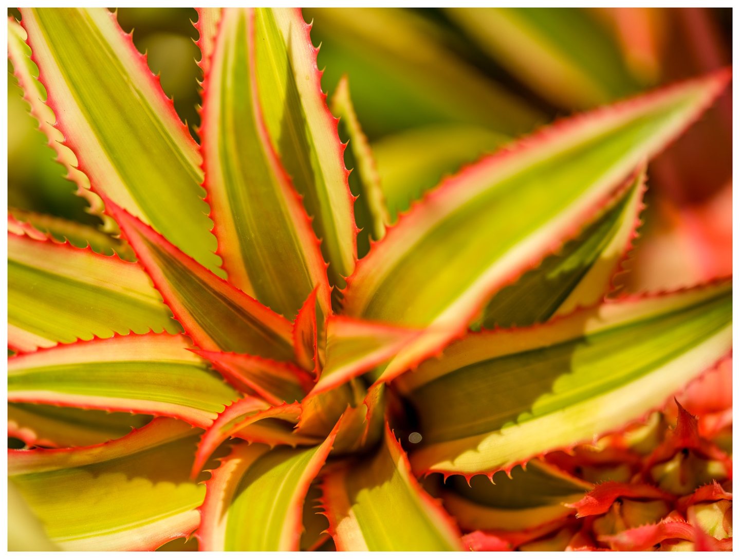Close-up of overlapping, pointed green leaves with cream stripes and vivid coral-red serrated edges in warm sunlight.